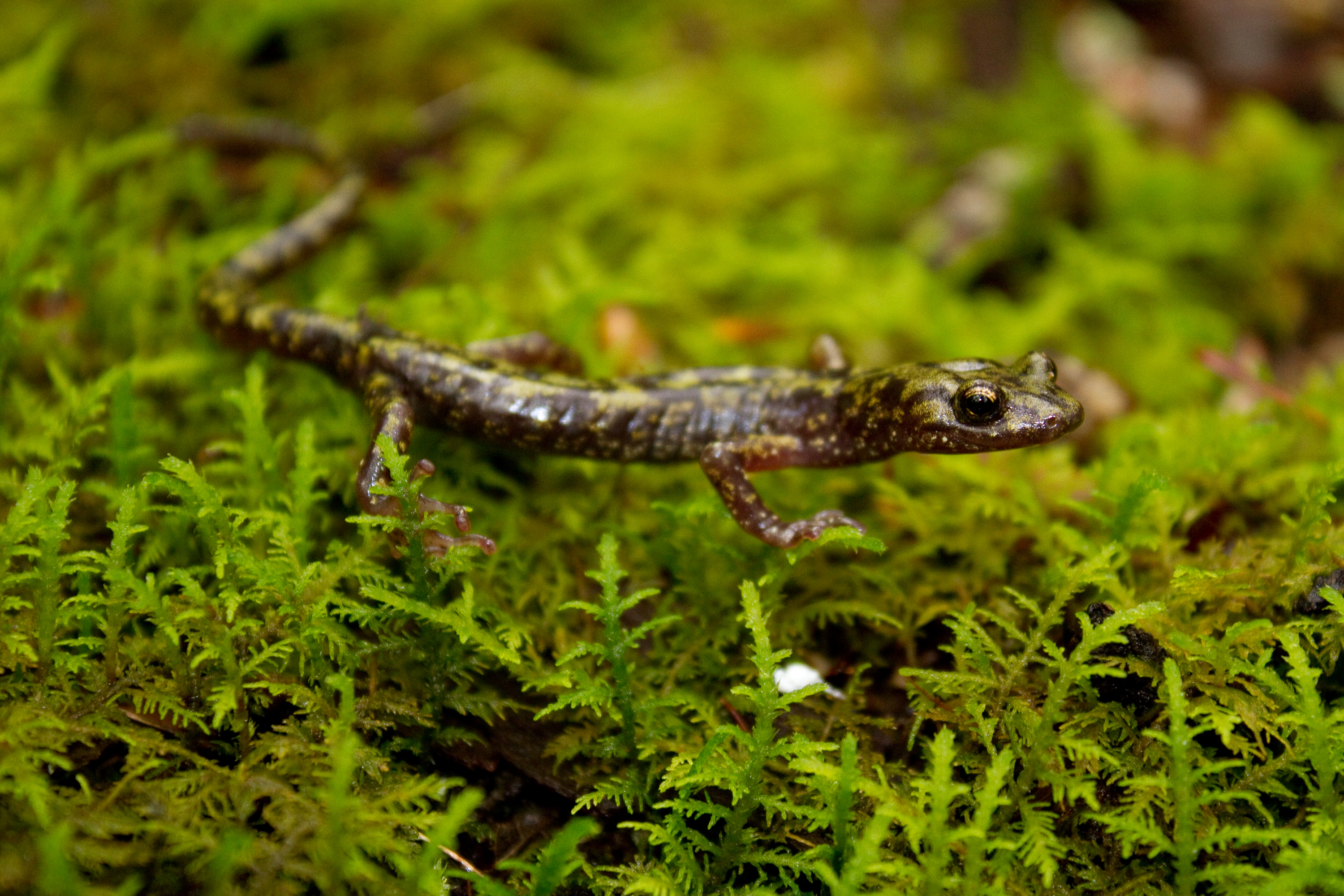 Green Salamander, common in the area