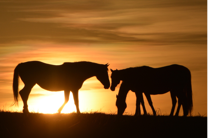 horses in a field at sunrise